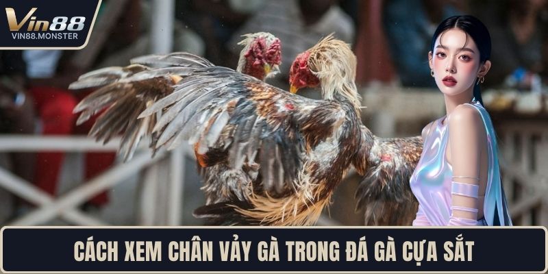 Cách xem chân vảy gà trong đá gà cựa sắt