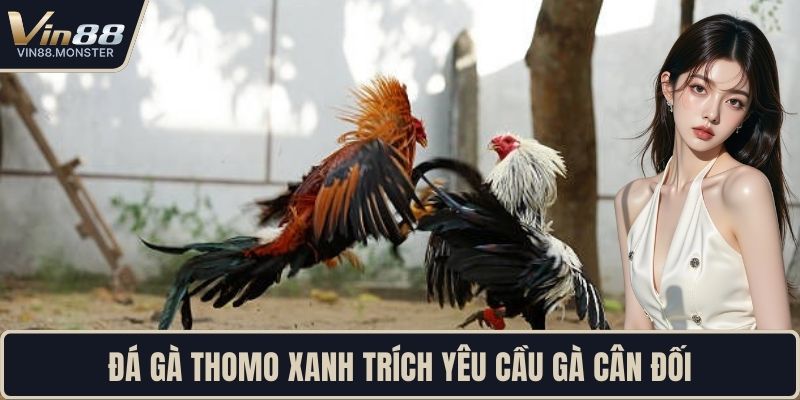 Đá gà thomo xanh trích yêu cầu gà cân đối